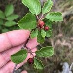 Frangula rupestris Owoc