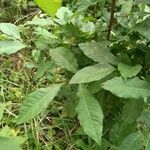 Sideroxylon lycioides Hoja