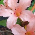 Rhododendron longiflorum 花
