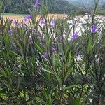 Ruellia simplex Sonstige