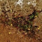 Utricularia minor Агульны выгляд