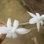 Aerangis biloba Flower