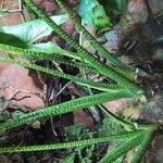 Alocasia zebrina Bark