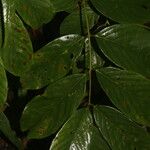 Machaerium floribundum Flor