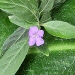 Ruellia humilis Цвят