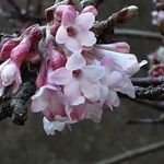 Viburnum × bodnantense Žiedas