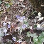 Anemone hepatica Хабит