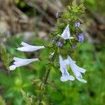 Salvia lyrata Blomst