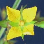 Ludwigia decurrens Λουλούδι