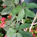 Calliandra tergemina Levél