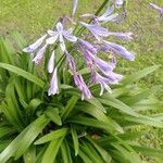 Agapanthus praecoxFlower