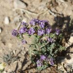 Phacelia congesta موطن