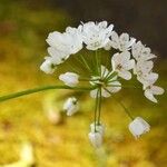 Allium neapolitanum Fleur