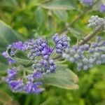 Caryopteris × clandonensisBlüte