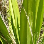 Furcraea foetida Leaf