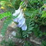 Vicia orobus फूल