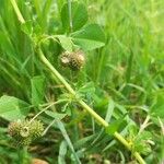 Medicago polymorpha Ovoce