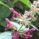 Stachys sylvatica Flor