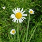 Leucanthemum vulgareЦвят