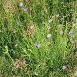 Jasione montana Habitus