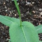 Persicaria orientalis Bark