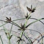 Cyperus conglomeratus Lorea