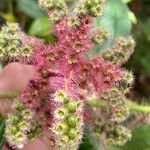 Miconia lacera Fruit