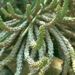 Euphorbia caput-medusae Blatt