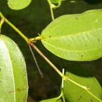 Matudaea trinervia Leaf