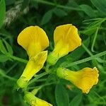 Lathyrus pratensis Flower