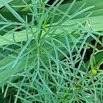 Coreopsis verticillata Leaf