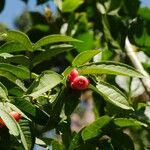 Syzygium aqueum Fruit