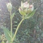 Cirsium oleraceum花