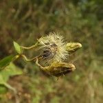 Hieracium virgultorum Frucht