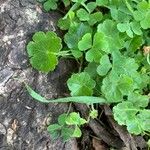 Hydrocotyle sibthorpioides Frunză