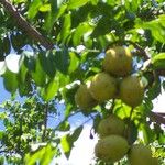 Spondias purpurea Fruit