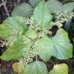 Laportea aestuans Leaf