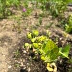 Nicotiana rustica Плід