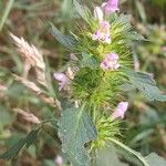 Galeopsis tetrahit Flower