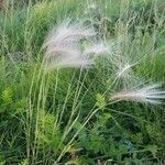 Hordeum jubatum पत्ता