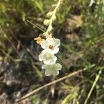 Cynoglossum borbonicum Lorea