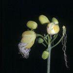 Caryocar microcarpum Fruto
