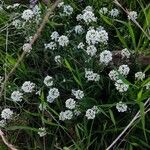 Lobularia maritimaFlower