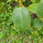 Rhododendron orbiculare List