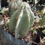 Isolatocereus dumortieri Hoja
