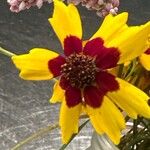 Coreopsis tinctoriaफूल