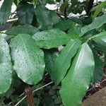 Picralima nitida Leaf