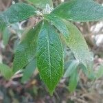 Buddleja globosa पत्ता