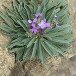 Matthiola maderensis Flor