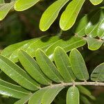 Cassia grandis Blad